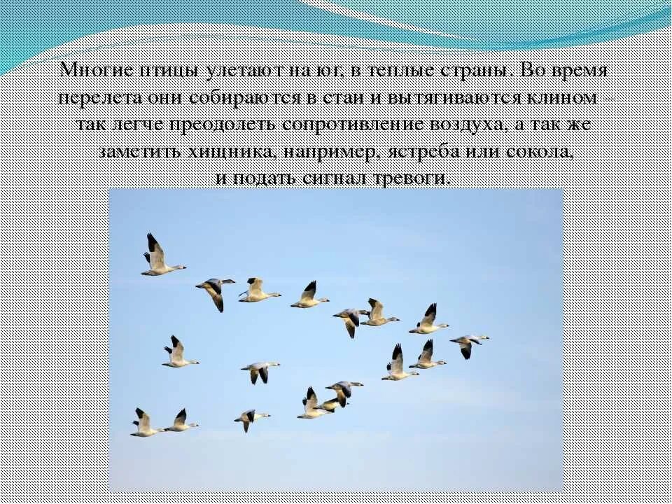 Почему в теплые края. Перелетные птицы улетают на юг. улетают в теплые края. утки улетают на юг. перелет птиц.