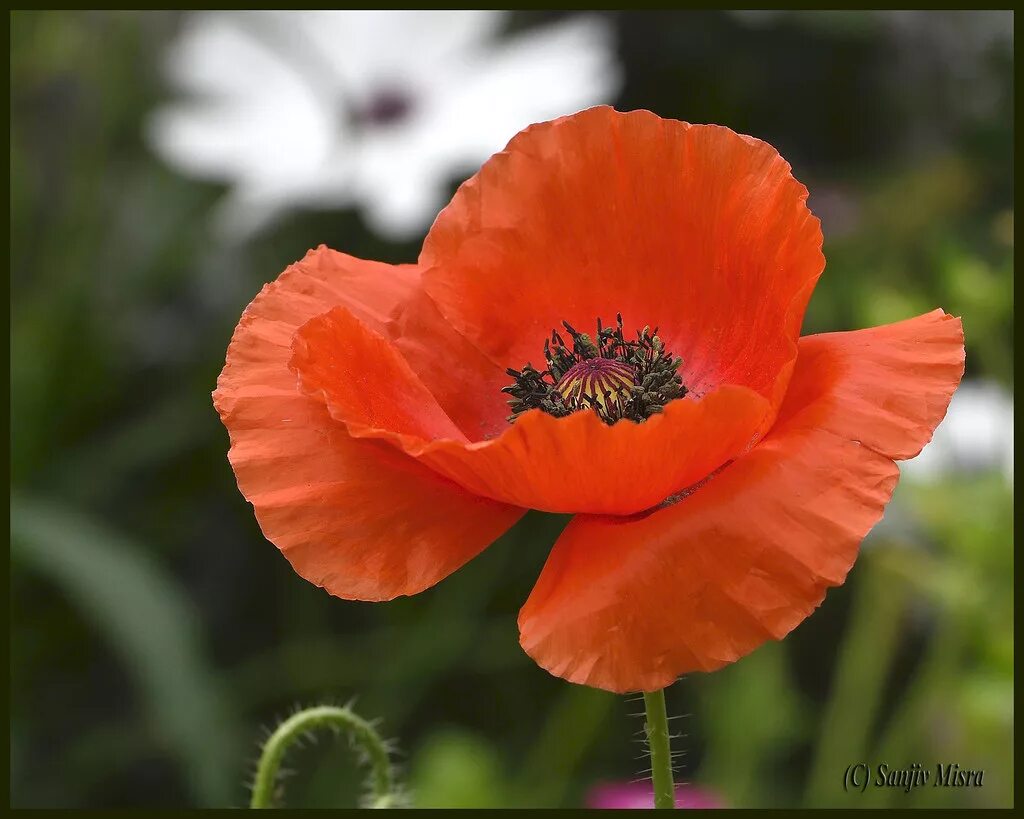 Мак самосейка Ширли. Мак Ширли самосейка махровый. Papaver rhoeas Ширли. Сорняк Мак самосейка. Corn poppies