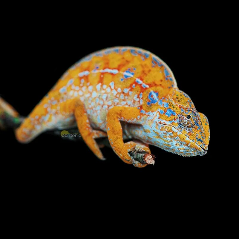 Хамелеон Ковровый (Furcifer lateralis). Эублефар Пантерик. Пантерик пантеровый хамелеон. Пантерик ящерица.