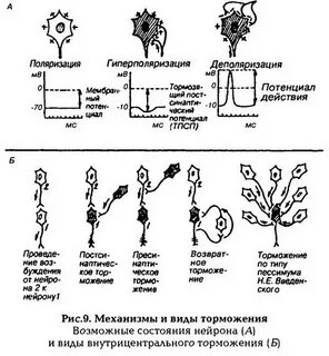 Виды торможения в цнс физиология