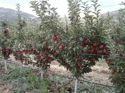 Лучшие карликовые яблони