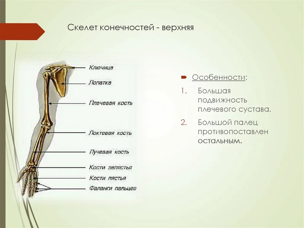 Тема скелет конечностей. Характеристика скелета верхних конечностей. Скелет конечностей верхняя конечность. Строение верхней конечности. Скелет верхней конечности анатомия.