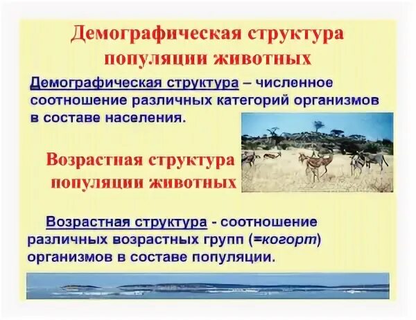 Основные характеристики популяции биология. Перечислите основные показатели популяции. К демографическим показателям популяции относят. Охарактеризуйте основные показатели популяции. К демографическим показателям популяции относят.
