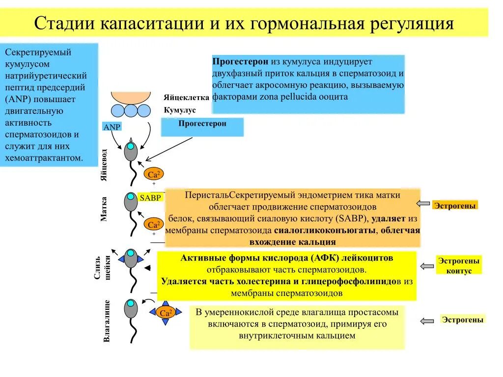 Какой гормон регулирует рост. Гормональная регуляция. Гормональная регуляция роста. Гормональная регуляция роста и развития у детей. Гормоны, регулирующие процессы роста.