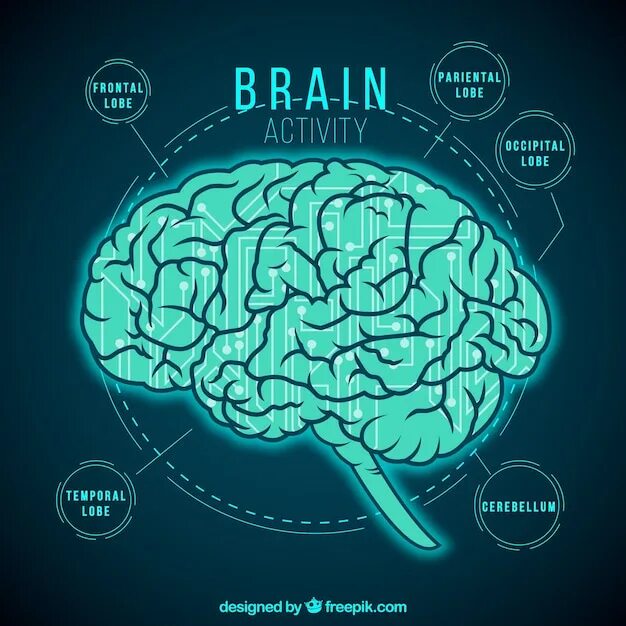 High brains. Мозг вектор. Мозг инфографика. Активность мозга. Мозг картинка.