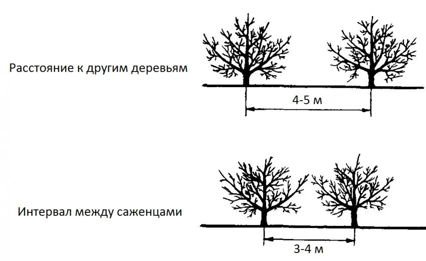 На каком расстоянии можно садить. Схема посадки косточковых деревьев. Схема высадки яблонь. Схема посадки карликовых яблонь. Полукарликовые яблони схема посадки.