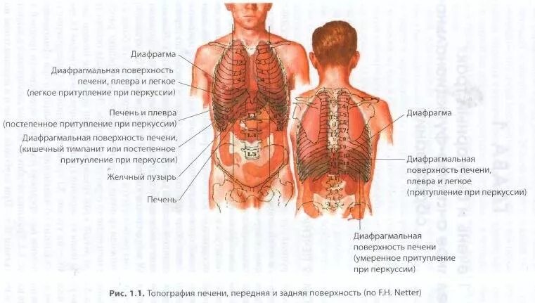 Взаимосвязь печени и почек. Метаболизм глюкозы в печени человека. Цикл кори глюконеогенез. Гликоген накапливается в мышцах. Мышцы печени.