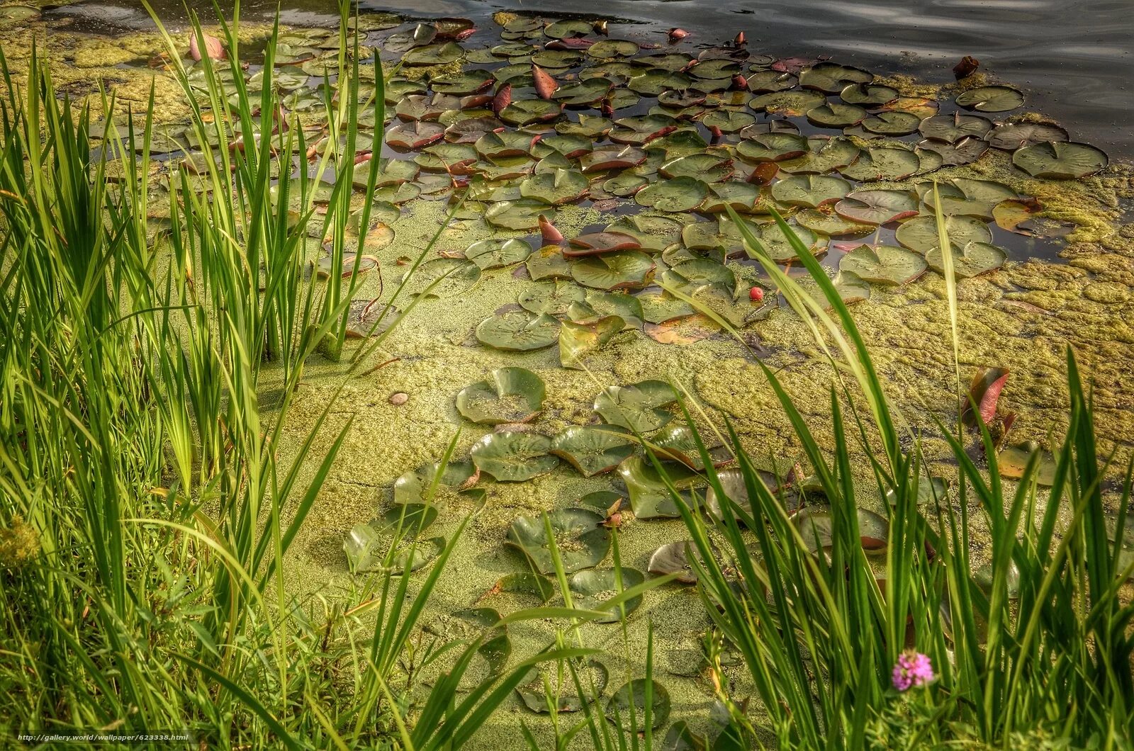 водоросль фукус пресноводная водоросль. зелёные водоросли гидрофиты?. зеленые водоросли – chlorop. Arthrospira водоросли. аквариум водоросли нитчатка.