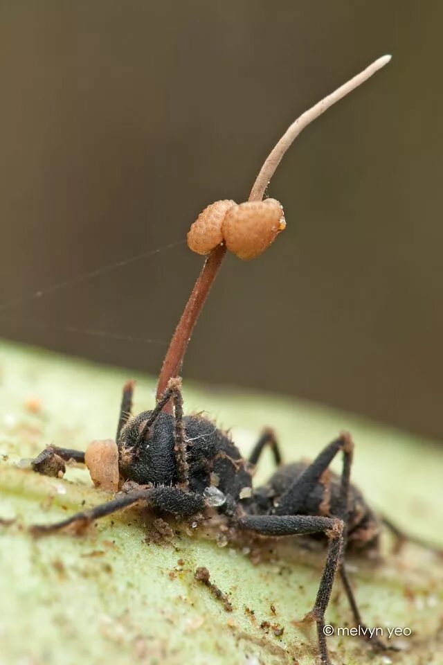 Кордицепс гриб. Кордицепс однобокий гриб. Кордицепс однобокий на муравье. Муравьев заболела