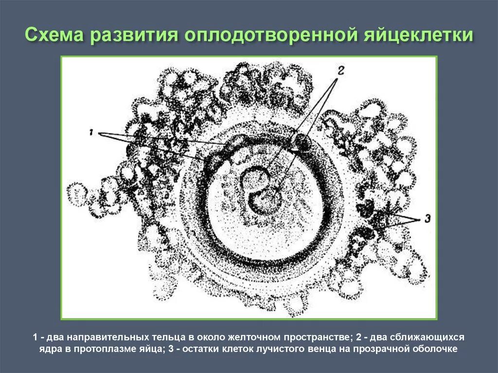 Яйцеклетка строение рисунок. Яйцеклетка млекопитающих Лучистый венец. Схема строения яйцеклетки. Строение яйцеклетки человека рисунок. Второе направительное тельце