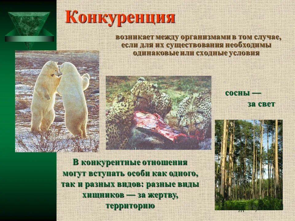 примеры межвидовой конкурен. внутривидовая форма борьбы биология. конкуренция в биологии. конкурентные отношения возникают между. конкурентные взаимоотношения возникают между.