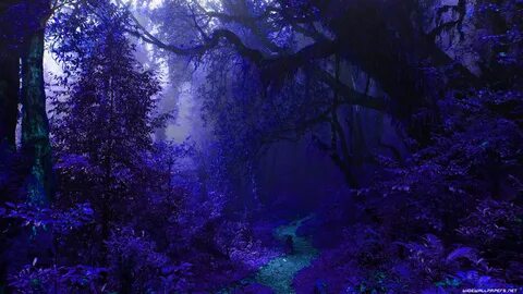 Forest 4