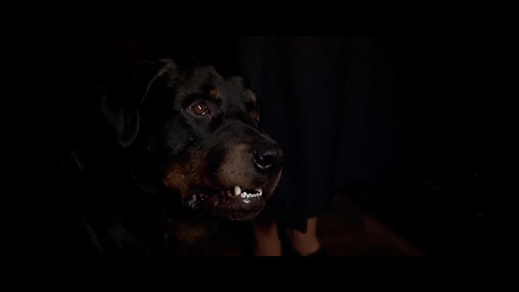 Собака которая снималась в маске. Омен ротвейлер. Ротвейлер Омен 1976.
