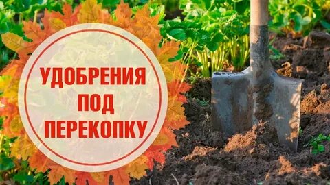 Какое удобрение вносить под осень