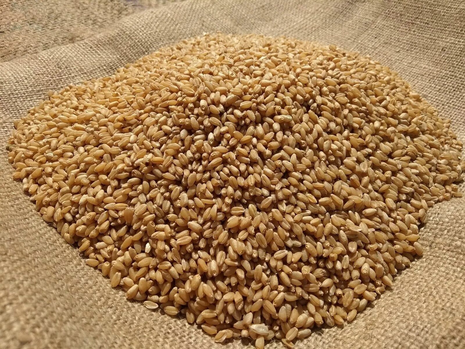 Ячмень 1 кг. Пшеница для птиц. Пшеница 1кг. Пшеница для корма животным. Отруби пшеничные, 1 кг.