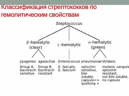 Стрептококки какие