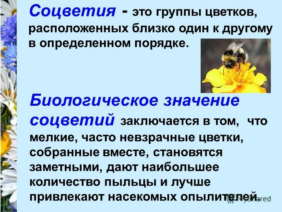 соцветия 6 класс биология пасечник. соцветия 6 класс. соцветия растений таблица. соцветия 6 класс. тема соцветия по биологии 6.