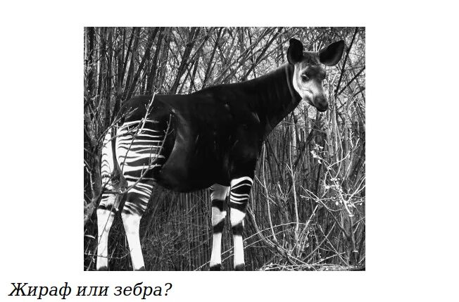 Okapi Endangered animals, Unusual animals, Rare animals