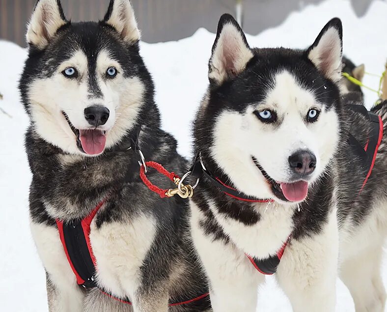 две собаки лайки. сибирский хаски щенки. хаски зима. две хаски. сибирский хаски сильвер.