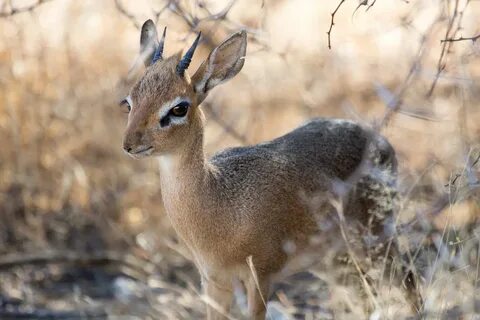 Dik-Diks Mark Their Territory Using Their Tears - The Dodo.