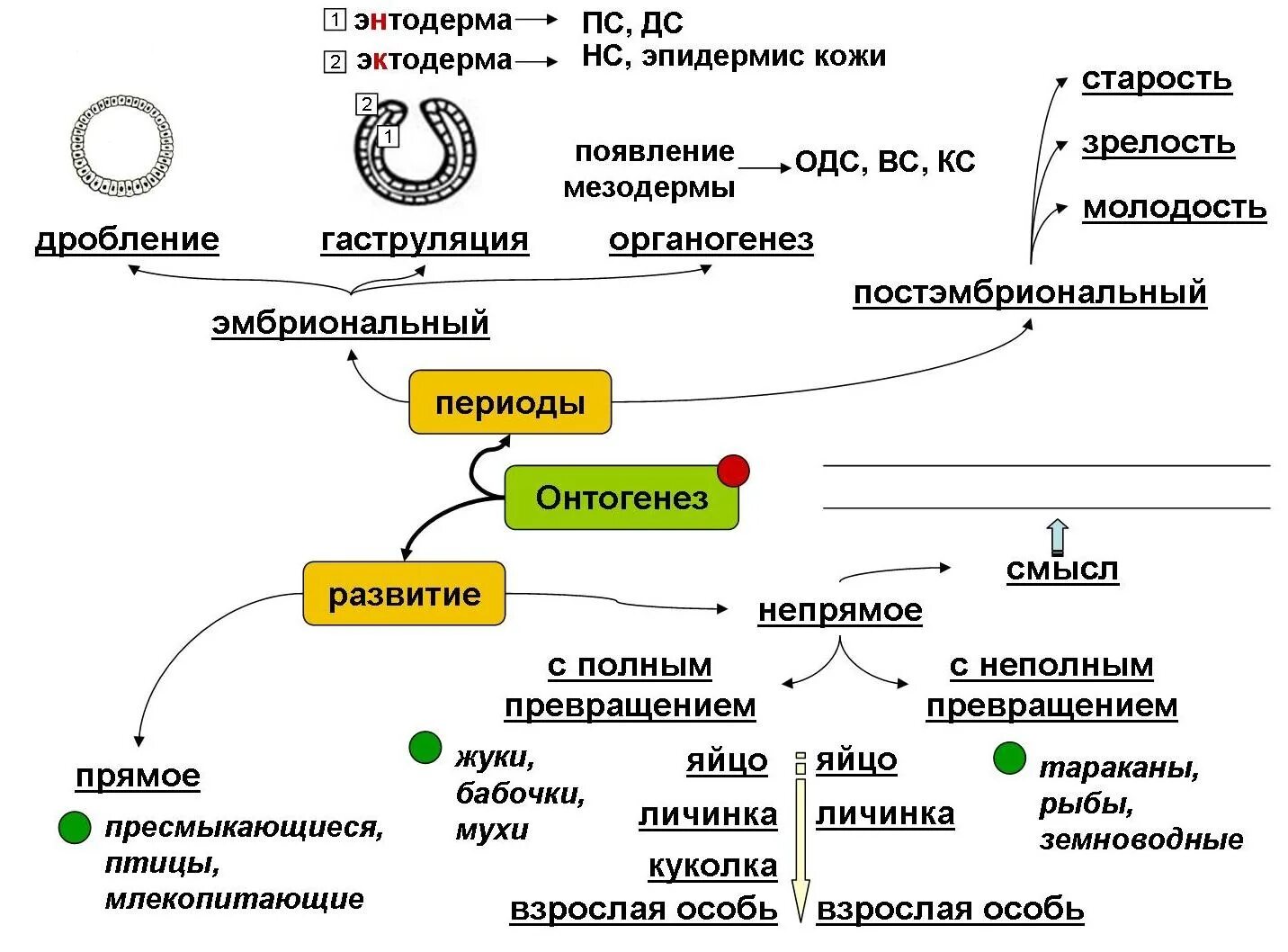 Процессы онтогенеза животных схемы. Интеллект карта по теме развитие половых клеток. Половое размножение схема биология ЕГЭ. Опорный конспект размножение организмов. Размножение схема по биологии 10 класс.