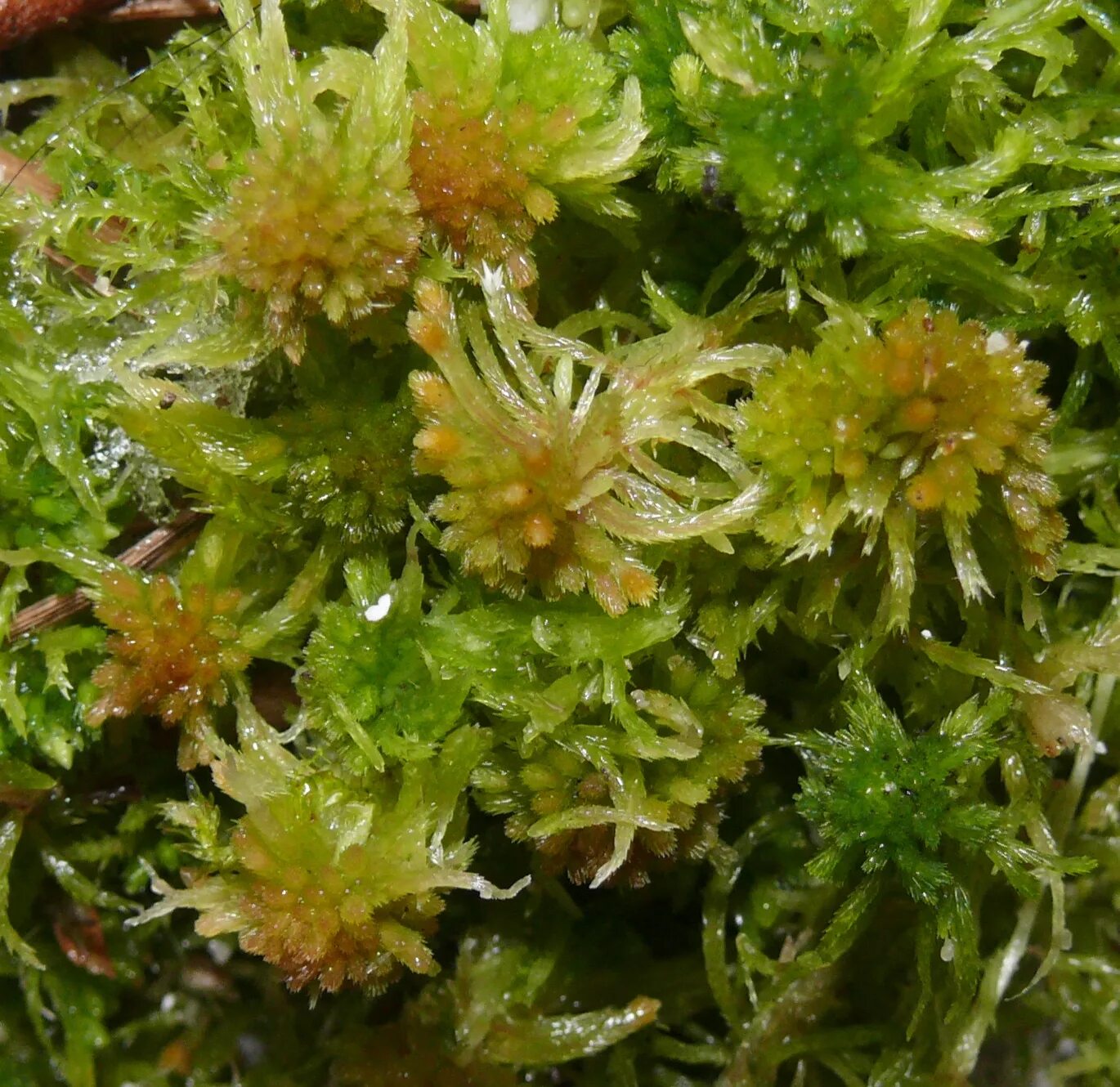 Sphagnum fallax. Сфагнум береговой. Сфагнум мелкозубчатый. Мох сфагнум.