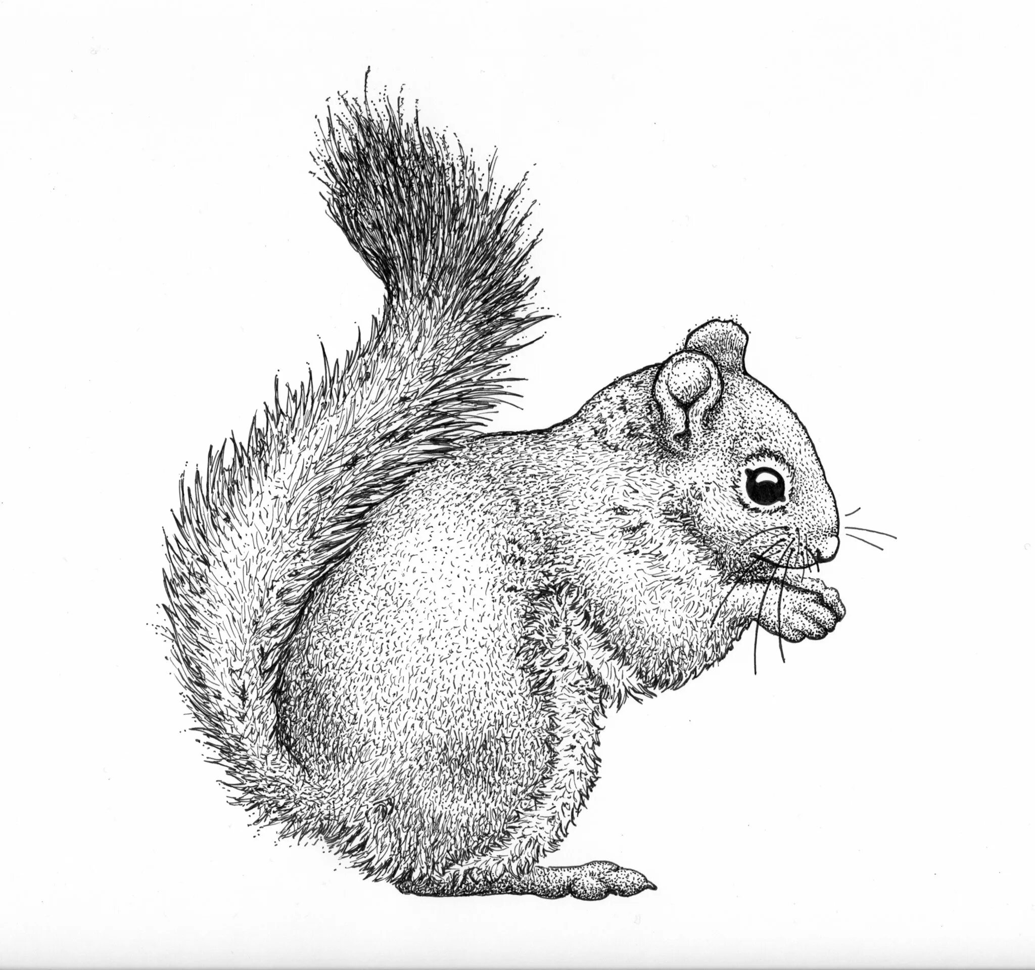 Рисунок белки для срисовки. Рисунок белки для срисовки. Sciurus vulgaris рисунок. Белка рисунок. Белка рисунок карандашом.
