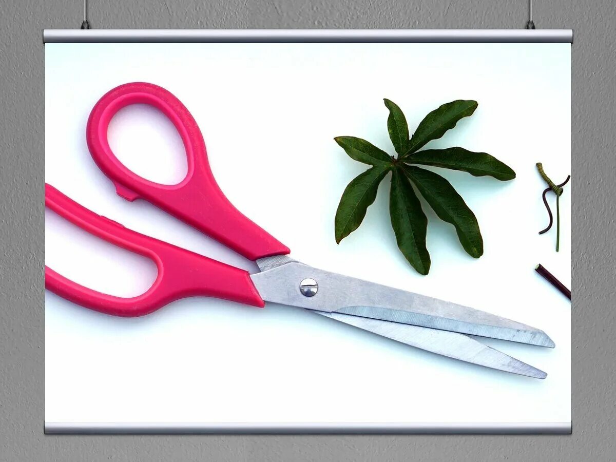 Ножницы. Ножницы для цветов. Ножницы для цветочков. Ножнички для растений.