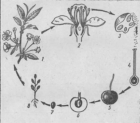 Жизненный цикл покрытосеменных схема. Цикл размножения покрытосеменных растений. Цикл размножения покрытосеменных растений схема. Цикл развитие цветкого растения яблони.