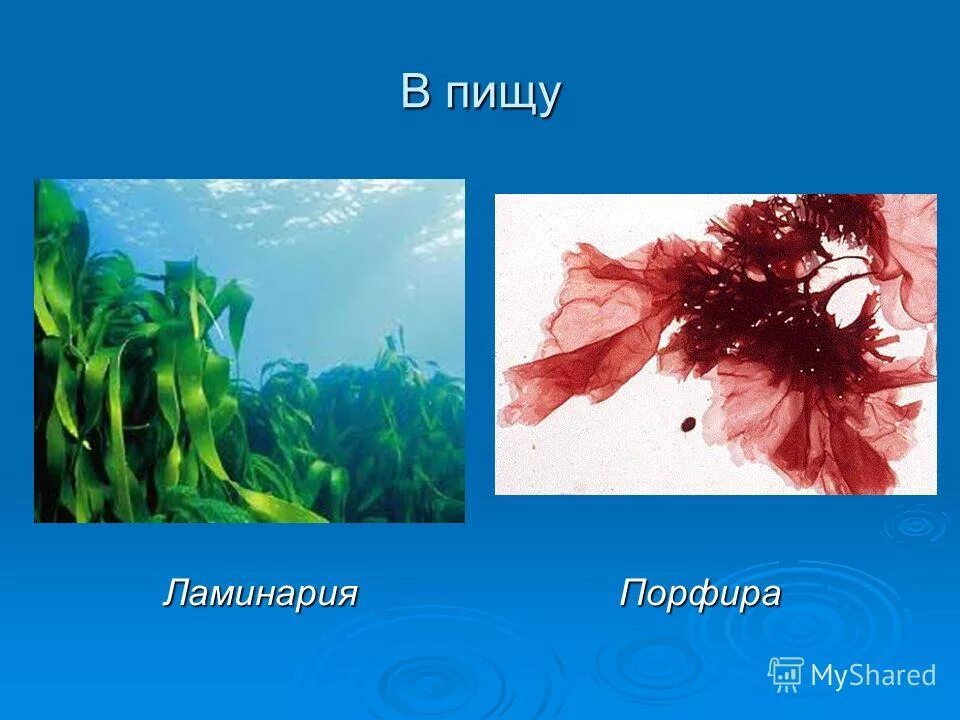 красные водоросли багрянки. отдел красные водоросли порфира. красные водоросли это многоклеточные водоросли. багрянка порфира. зеленые водоросли порфира.