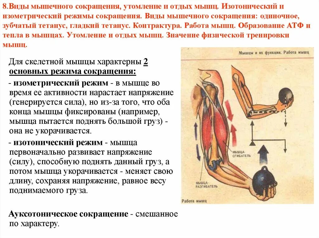 Основные работы мышц. Изометрический режим сокращения мышц это. Режимы сокращения скелетных мышц. Изотоническое и изометрическое сокращение мышц. Изометрический режим мышечного сокращения.