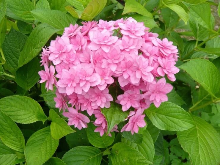 Гортензия крупнолистная Экспрешн (Hydrangea macrophylla Expression) купить сажен