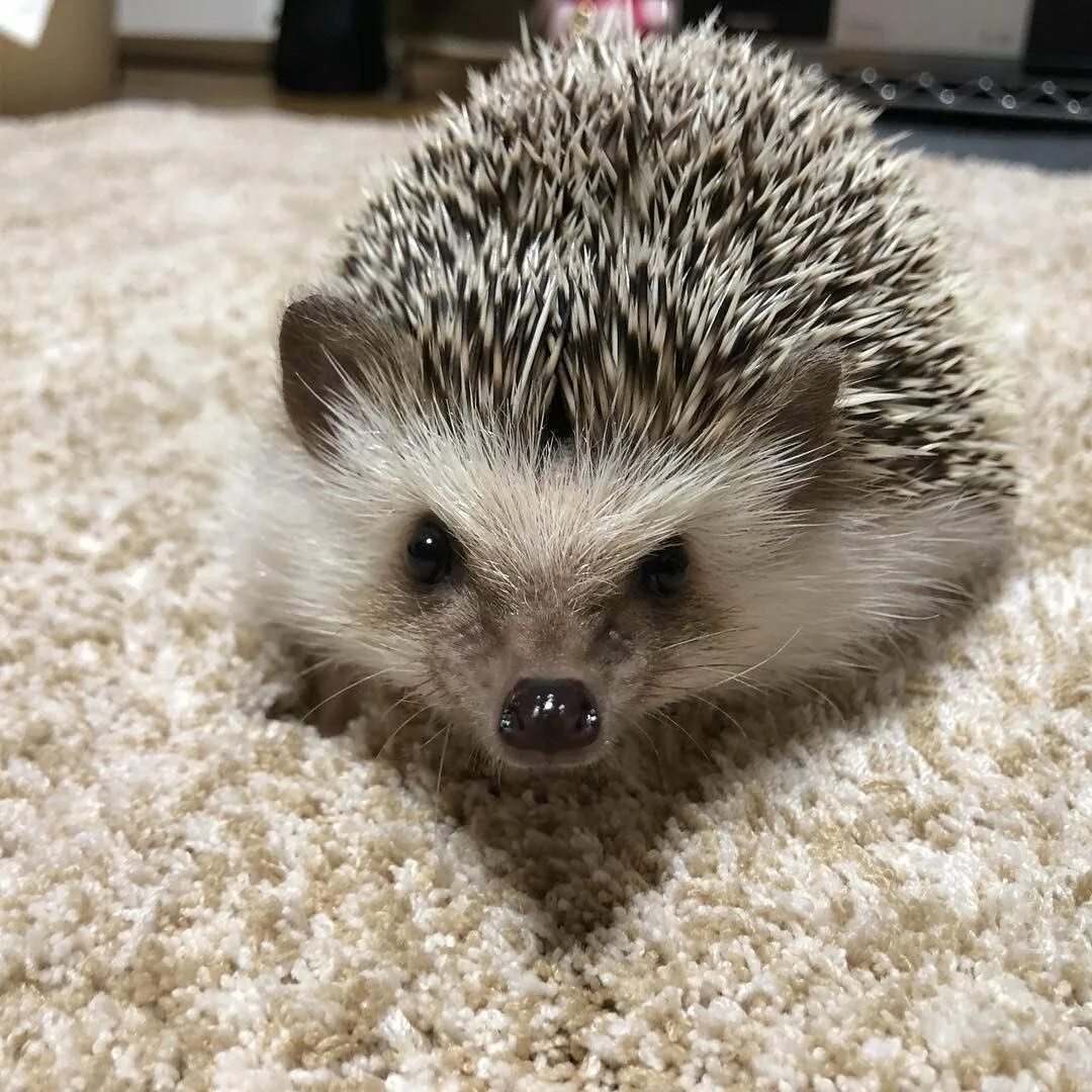 Злобный ежик. Ушастый ёж зубы. Ужасный ежик. Бешенный еж. Бешеный еж.