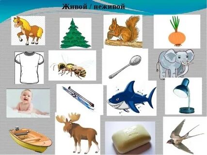 Живые неодушевленные предметы