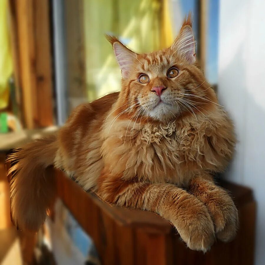 мейн кун рыжего цвета