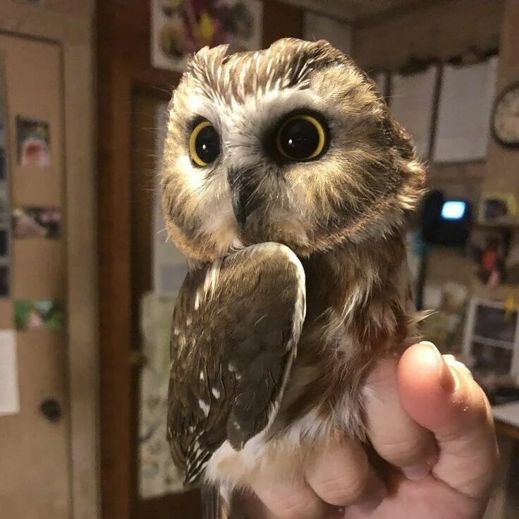 Сова мини. Сова карликовый сыч. Домашняя сова. Мохноногий сыч птенец. Совенок стоит.
