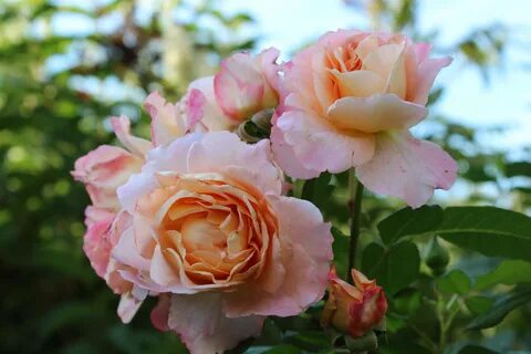 Rose noble