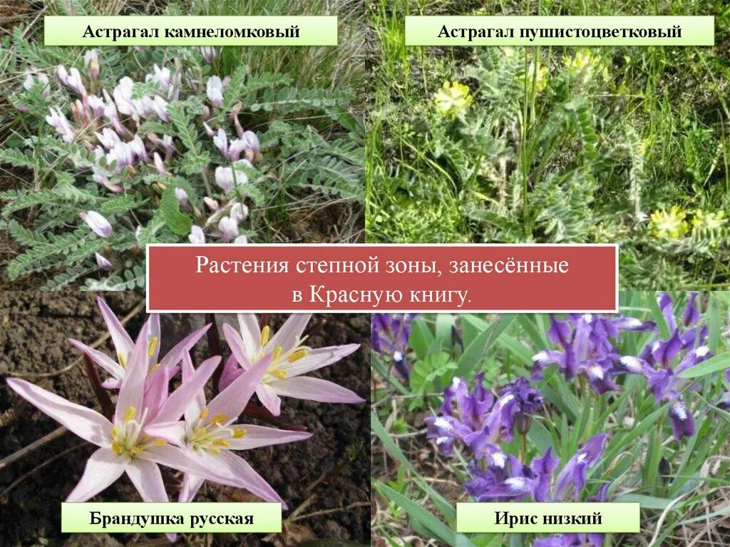 какие растения степи занесены в красную книгу. краснокнижные растения степи. краснокнижные растения степи. степные растения занесенные в красную книгу. растения степи занесенные в красную.