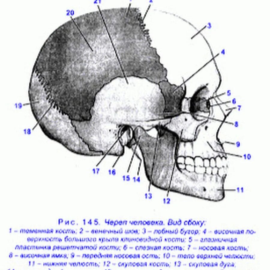 Соединение между лобной и теменной костями. Анатомия костей черепа человека. Строение черепа спереди и сбоку. Строение черепа вид сбоку. Череп человека вид сбоку рисунок с обозначениями.