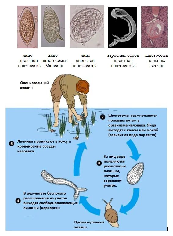 Шистосома японская промежуточный хозяин. Жизненный цикл шистосомы кишечной. Schistosoma mansoni жизненный цикл. Схема жизненного цикла Schistosoma.