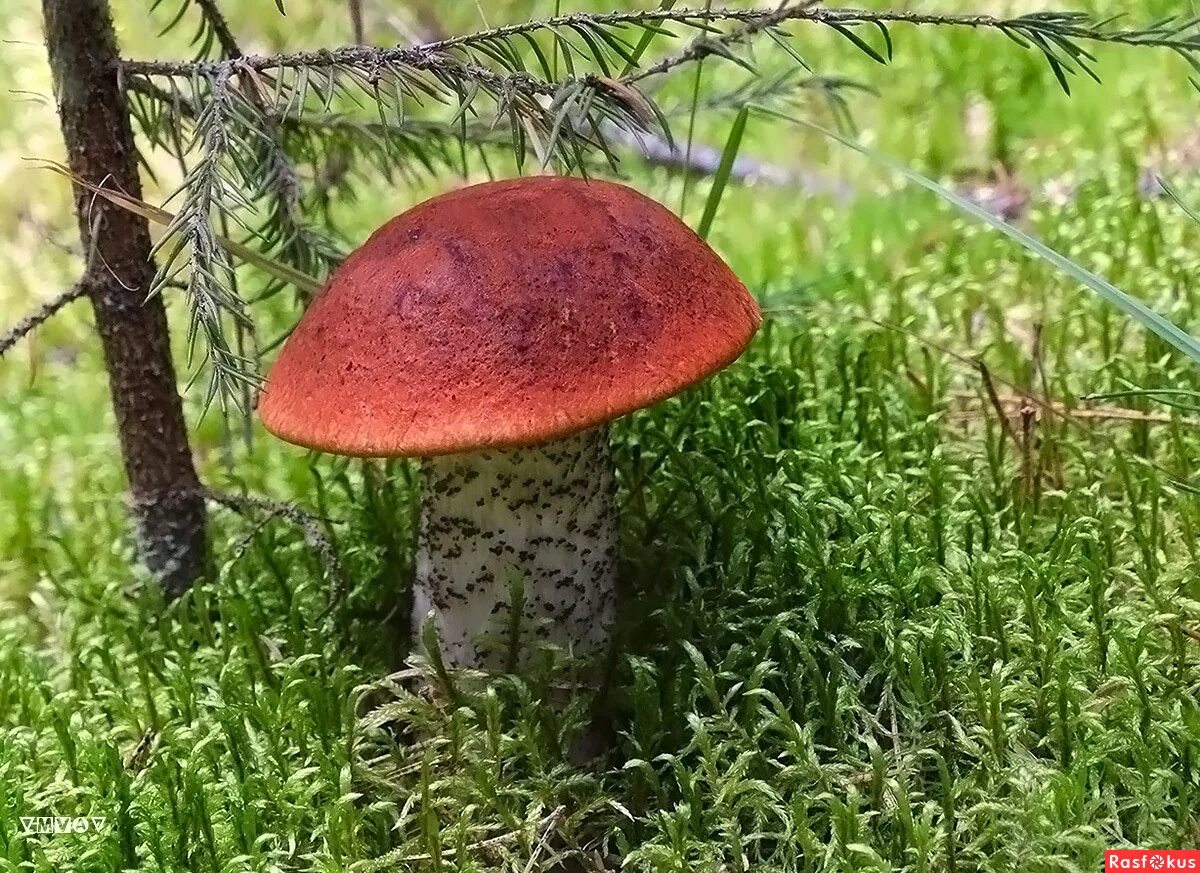 Подосиновик гриб. Есть гриб подосиновик. Подосиновик красный обабок красноголовик. Подосиновик бурый. Съедобные грибы подосиновик.