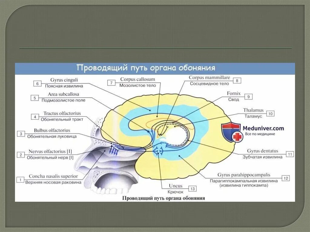 Схема проводящего пути обонятельного анализатора. Анализаторы схема строения обонятельного анализатора. Проводниковый отдел обонятельного анализатора схема. Проводниковый путь обонятельного анализатора. Обонятельное ядро