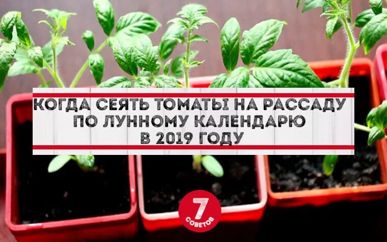 Когда сеять помидоры на рассаду в беларуси. Когда сеять помидоры в забайкалье.