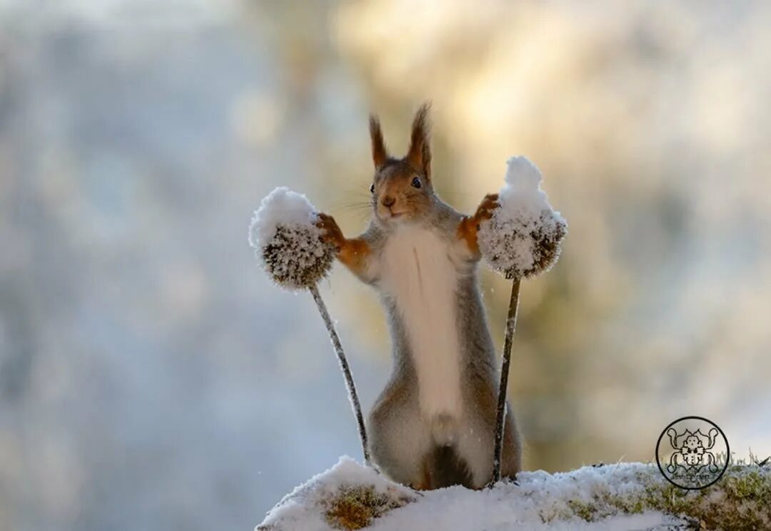 Зимнее утро весело. Фотограф Герт Вегген белка. Доброе зимнее утро. Белка в снегу. Утро зима животные.