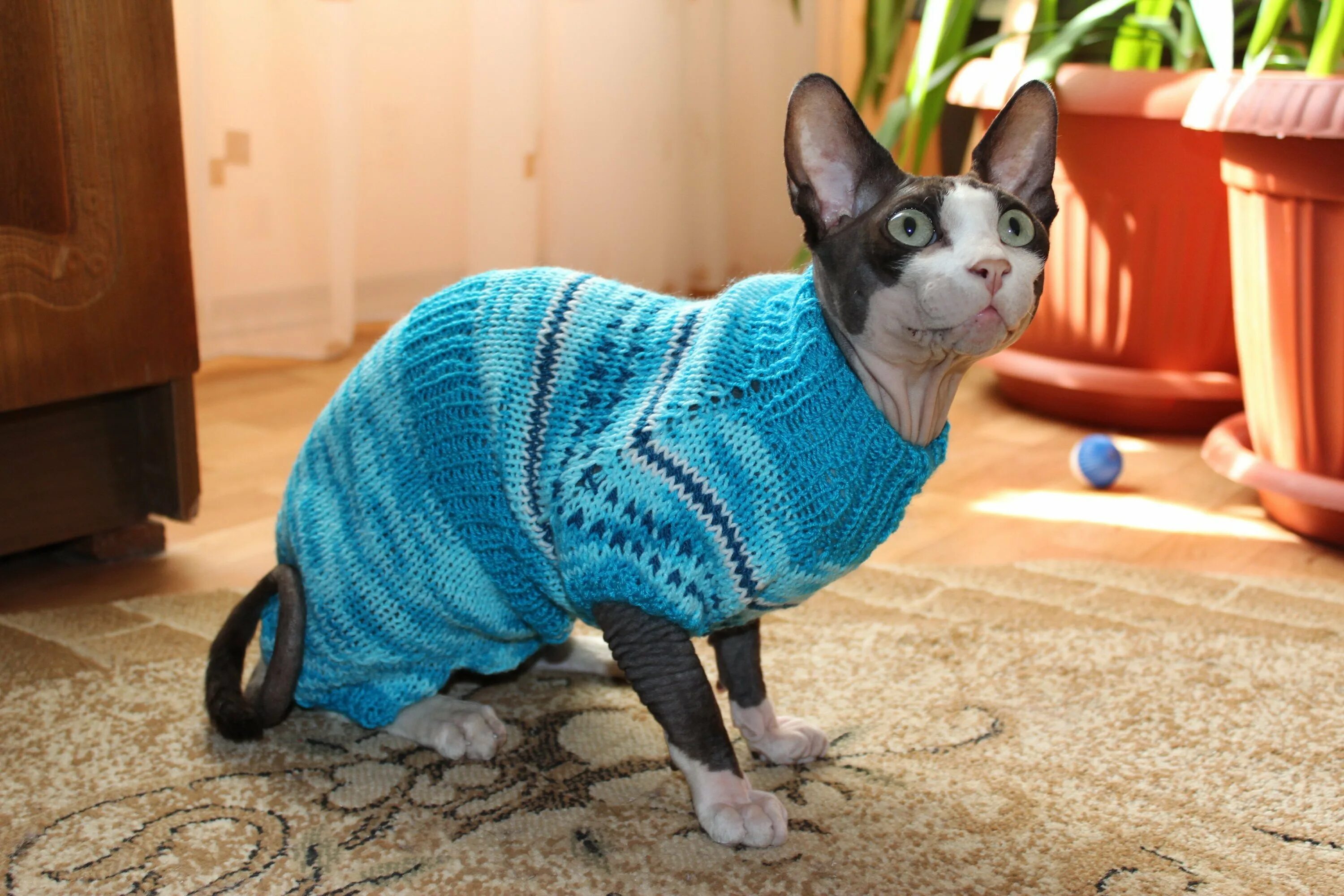 Как связать одежду для сфинкса. Как связать одежду для сфинкса. Сфинкс в одежде. Вязаная одежда для кошек. Кофточки для кошек.