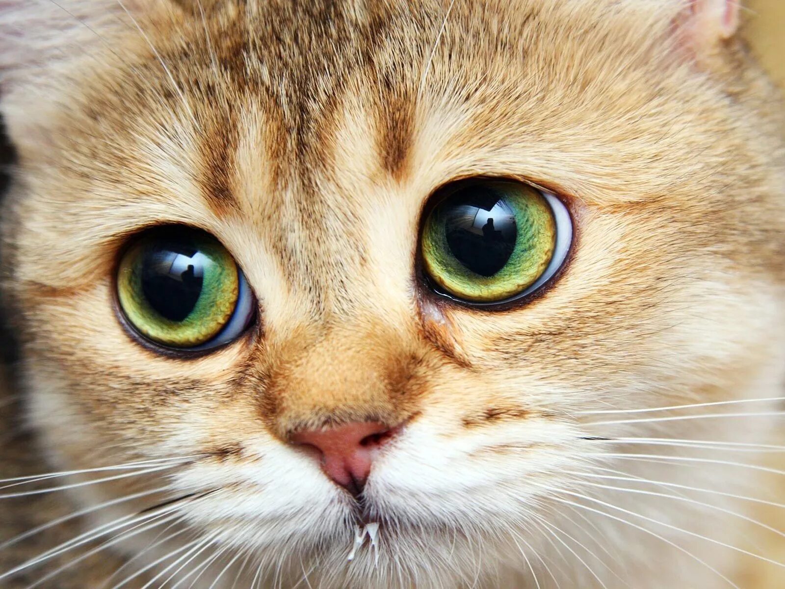 Какого нибудь кота
