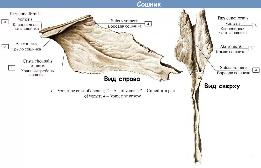 Гребень латынь. Строение сошника кости. Сошник кость анатомия человека. Сошник анатомия строение. Сошник кость строение.