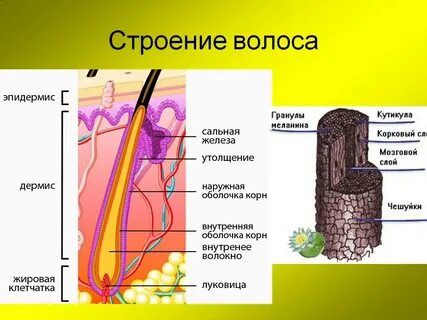 Слои волосяного стержня