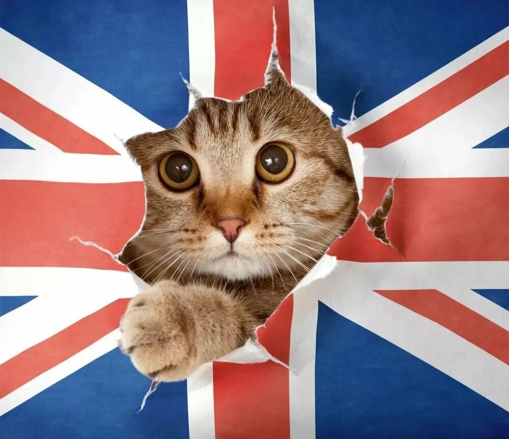 Как по английски будет котик. Английский флаг. Кот с флагом Англии. Котик с британским флагом. Британские коты флаг.