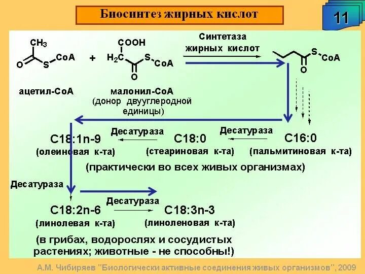 Синтез адрес. Химизм реакции синтеза жирных кислот. Синтез жирных кислот последовательность реакций. Синтез жирных кислот формулы биохимия. Биосинтез высших жирных кислот реакции.